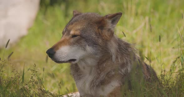 Large Beautiful Grey Wolf Rests in the Shadow at the Grass in Forest