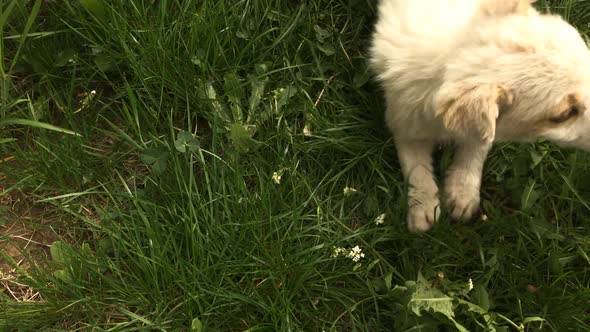 Cute puppy in the grass plays with man slow-mo 1920X1080 HD footage - POV little white dog playing s