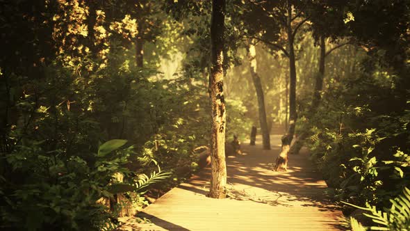 Wooden Pathway Leading Through the Dense Forest in National Park