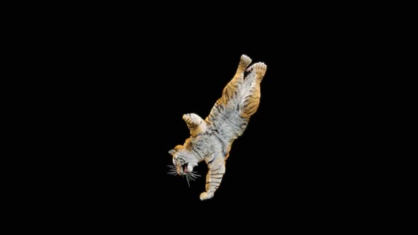 Tiger Dancing HD