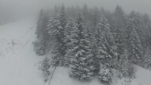 Aerial Top Down View of Flying Above Asphalt Road in Winter Forest