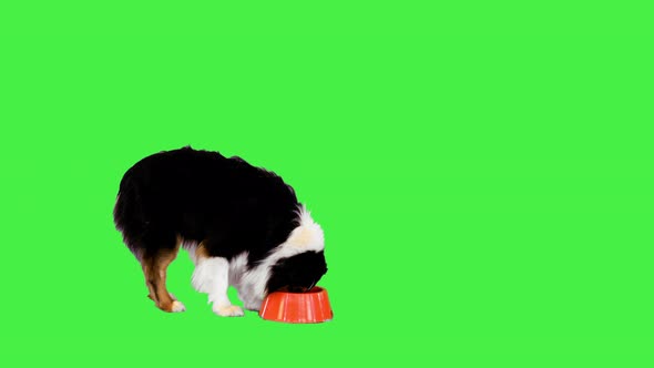 Australian Shepherd Eating From a Bowl on a Green Screen Chroma Key