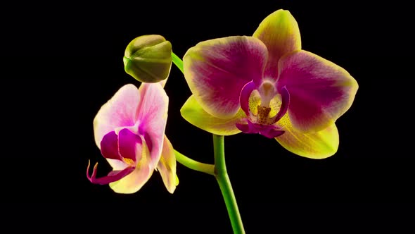 Blooming Yellow - Pink Orchid Phalaenopsis Flower