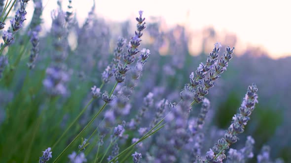 Lavenders