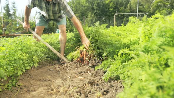 Senior Farmer Harvesting Carrots