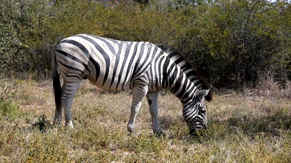 Zebra graze, Botswana, Africa safari wildlife