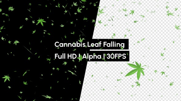 Cannabis Green Leaf Falling Rain Leaves