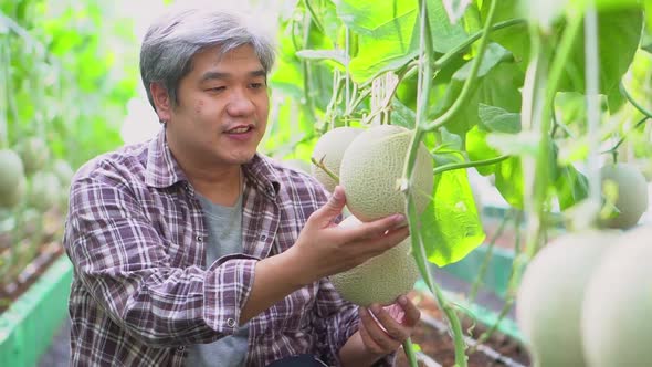 Happy elderly Asian farmer sitting in a greenhouse and check melon on an organic farm for harvest to