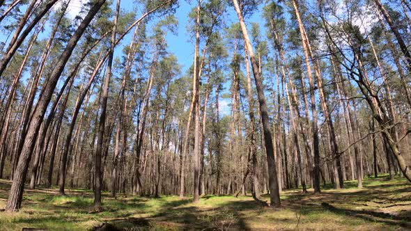 Forest with Pine Trees During the Day POV