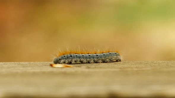 Extreme macro close up and extreme slow motion of a Western Tent Caterpillar moth walking on a wood