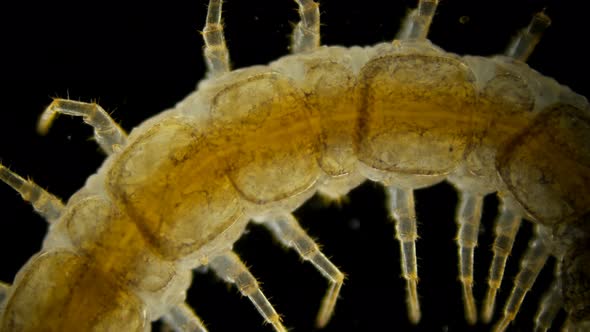 Centipede Lithobius Forfatus, a Predator in the Forest, in the Forest Floor, Under a Microscope