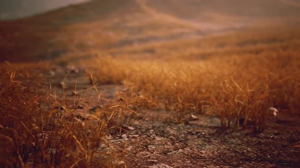 Golden Rocks and Grass in Mountains