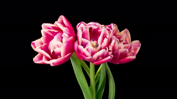 Timelapse of Pink White Peony Tulips Flowers Opening