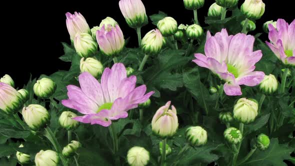 Time-lapse of opening pink chrysanthemum flower buds