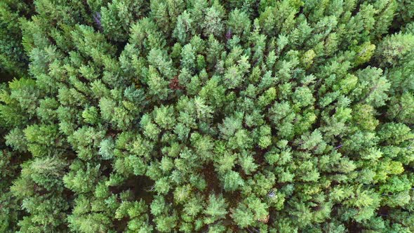 Aerial. Flight Over Green Forest.