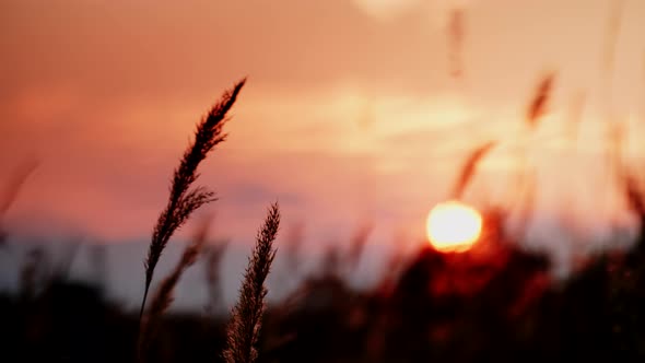 Reeds and Red Sunset 