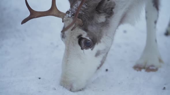 Slowmotion close up of a reindeer looking for food from a frozen ground in Lapland Finland.