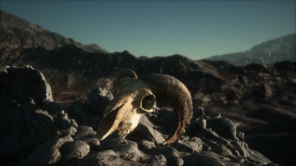 European Mouflon Ram Skull in Natural Conditions in Rocky Mountains