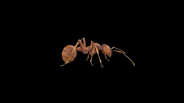 Ant Walk alt