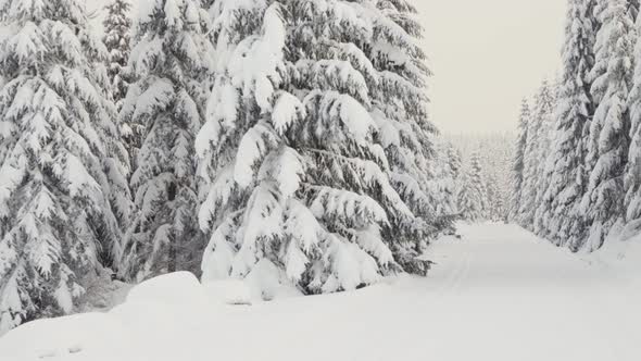 A Crosscountry Skiing Trail in a Snowcovered Winter Landscape with Trees