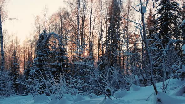 Moving Camera To Left Through Snowcovered Forest in the Branches of Trees in Front of the Bright Sun