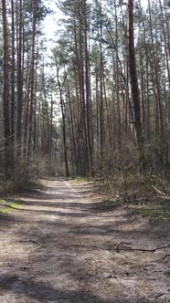 Vertical Video of a Road in the Forest Slow Motion