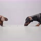 Two Dachshund Dog Puppies Eat Treats From the Floor Going From Opposite Sides of the Frame on a - VideoHive Item for Sale
