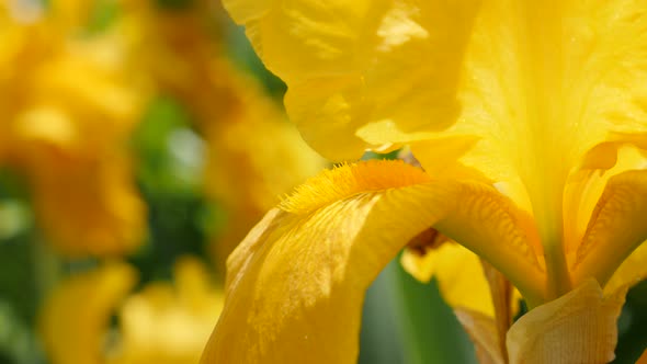 Beautiful yellow Iris pseudacorus  flower in the garden close-up 4K 3840X2160  UltraHD footage - Iri