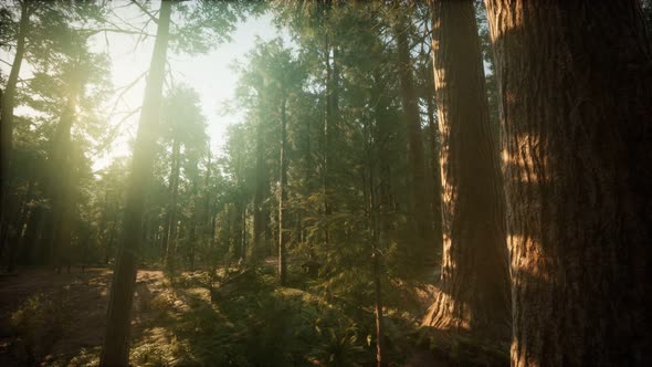 Redwood Forest Foggy Sunset Scenery