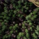 Forest from Above - VideoHive Item for Sale