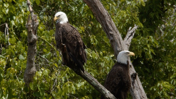 American Bald Eagle 03