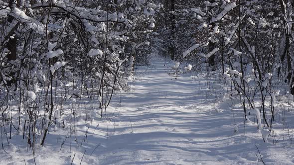 A beautiful walk through the winter forest