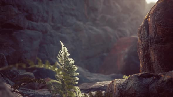 Lava Stone Field with Dead Trees and Plants