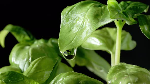 Fresh Basil Leaves with Water Drops