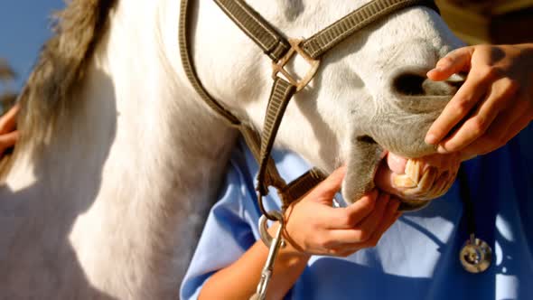 Veterinarian examining horse mouth in ranch 4k
