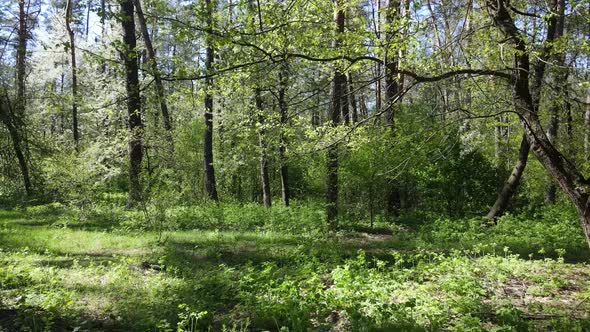 Green Forest During the Day Aerial View