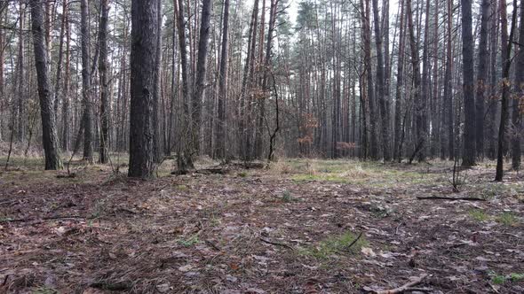 Forest Landscape Aerial View Slow Motion