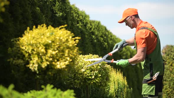 Spring Plants Trimming by Professional Caucasian Gardener