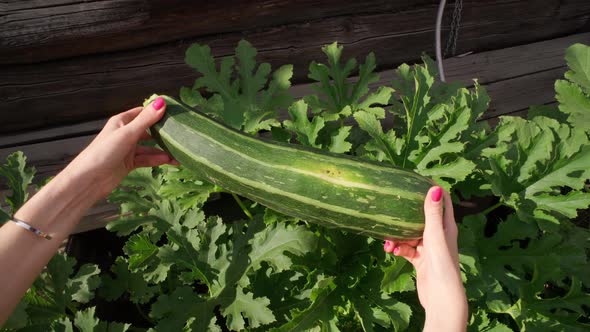 Woman Harvests Zucchini in the Garden