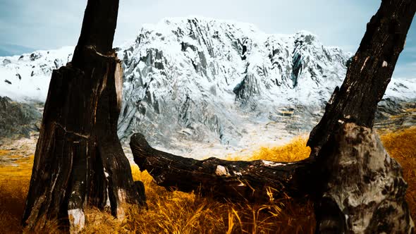 Burnt Tree Logs After Forest Fire