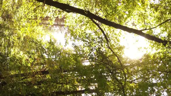 Vertical Video of an Autumn Forest During the Day in Ukraine