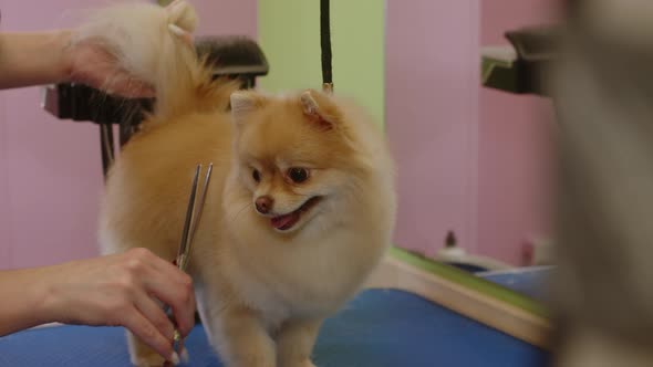 The Girl Cuts the Hair on the Back Paw of a Small Dog