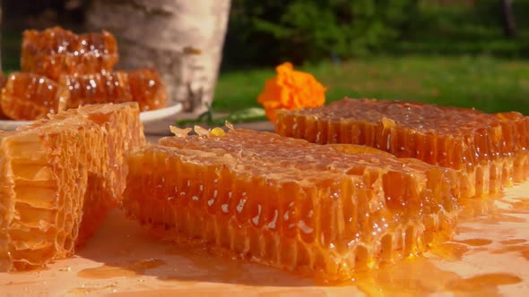 Bee Flies Over Honeycombs on a Wooden Table