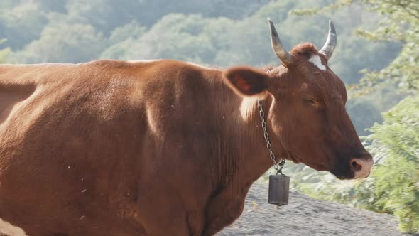 A Big Red Cow Walking Surrounded By Midges Concept of Agriculture