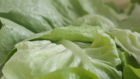 Slow tilt on Lactuca sativa salad  4K 2160p 30fps UltraHD footage - Heap of lettuce leaf vegetable c