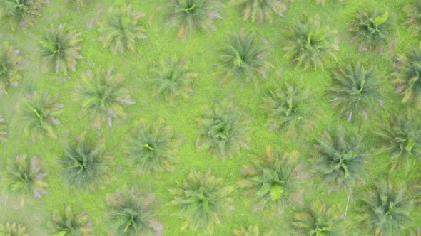 Aerial footage flying over a palm oil plantation