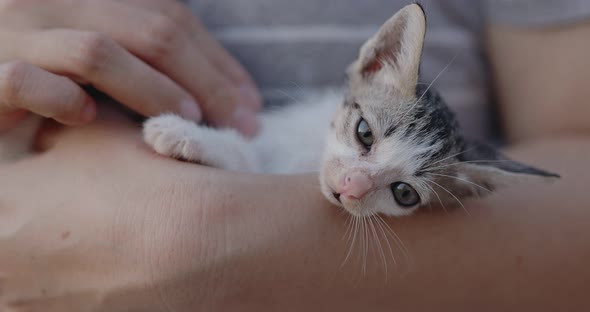 Slow motion shot close up adorable domestic kitten hugged on woman arms.