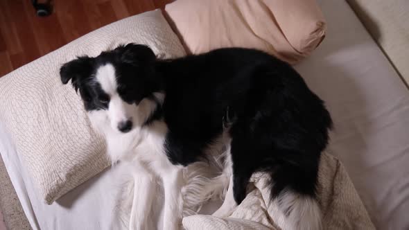 Funny Cute Puppy Dog Border Collie Lying on Pillow Blanket in Bed