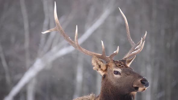 elk bull looks at you and walks out of frame slow motion snow falling