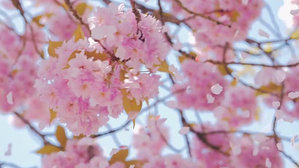 Spring Pink Sakura Flower Blossom, Petals Flying